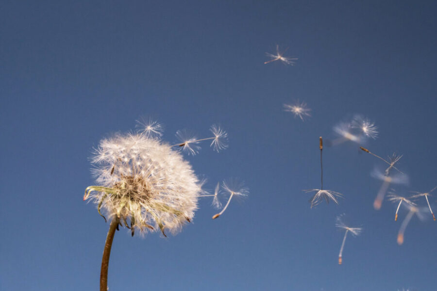 Pusteblume2